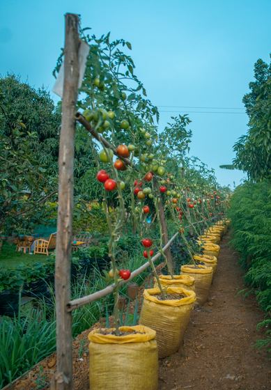 School Gardening Program