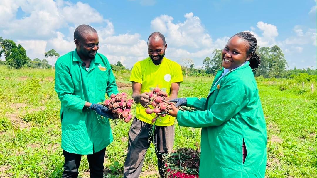 Onion harvest with our field team